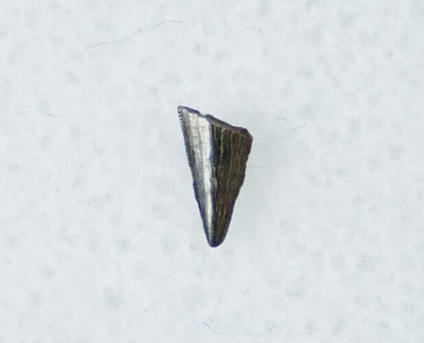 Raptor Tooth - Richardoestesia Morphological Characteristics #12286